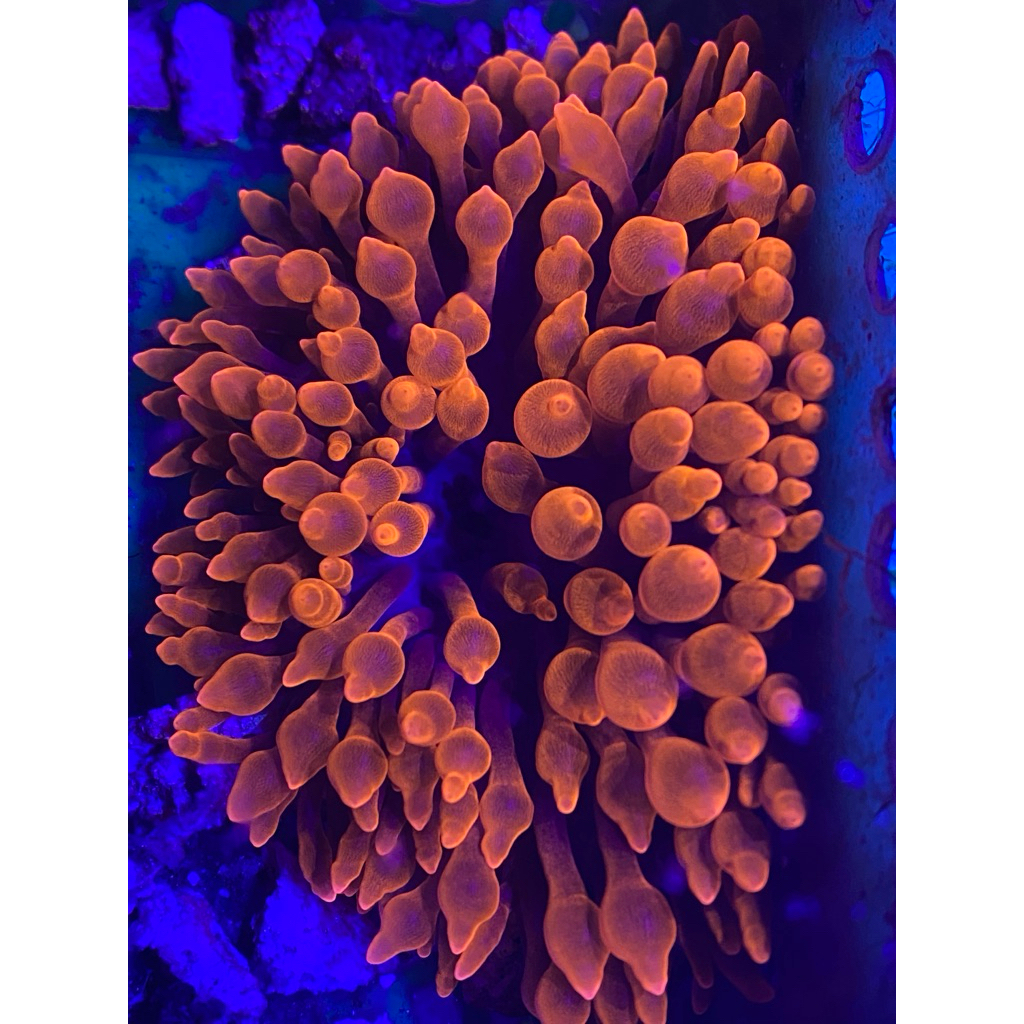 Anemon bubble tip/anemon jagung size M