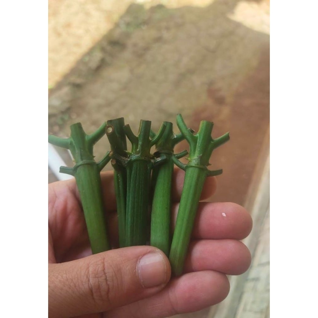 50Pcs bibit entres sambung pucuk kopi Arabika