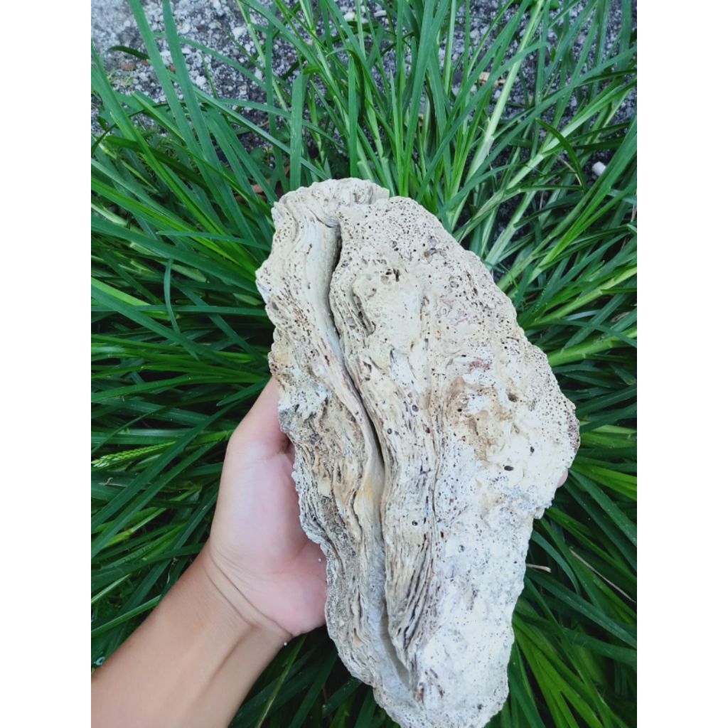 cangkang kerang mutiara jumbo setangkup