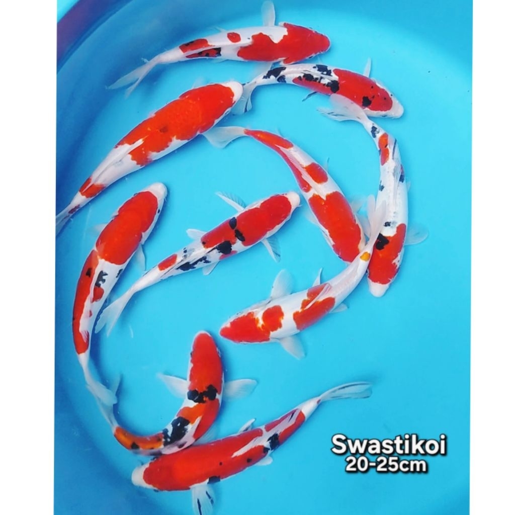 Ikan koi blitar 10 ekor Super