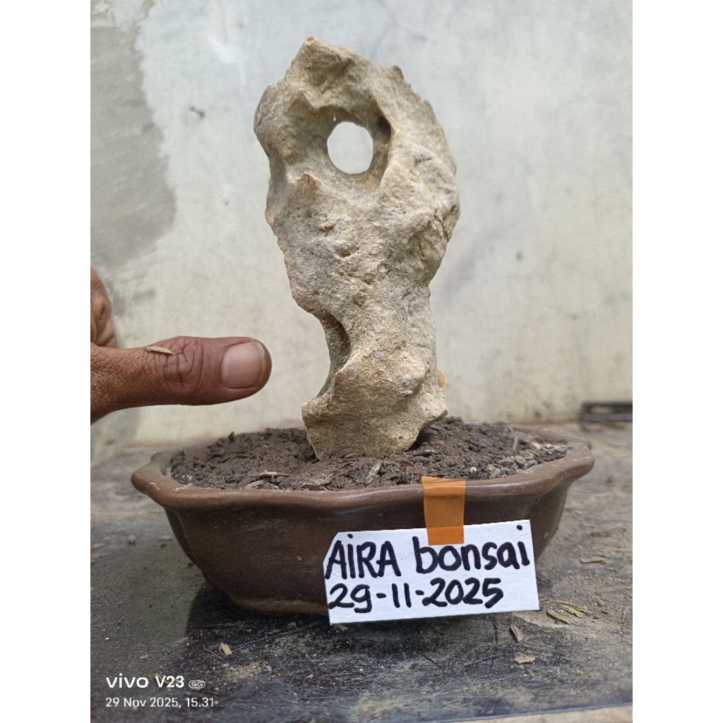 batu karang untuk bonsai