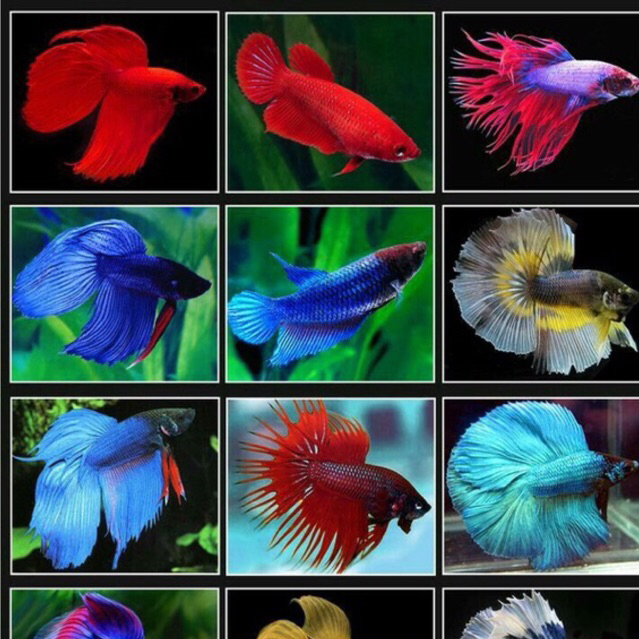 Cupang hias, Hiasan aquarium