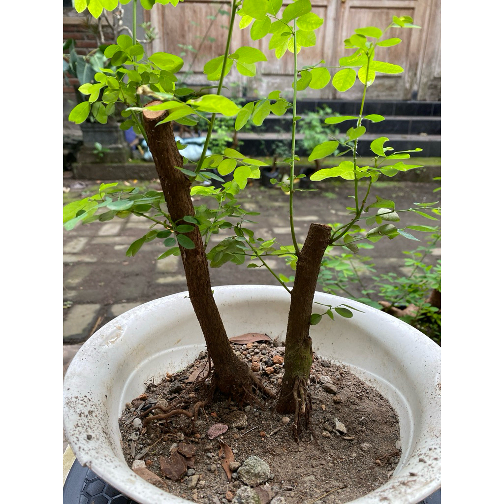Bahan bonsai Ileng-ileng / Mangsian / Phylantus reticulatus