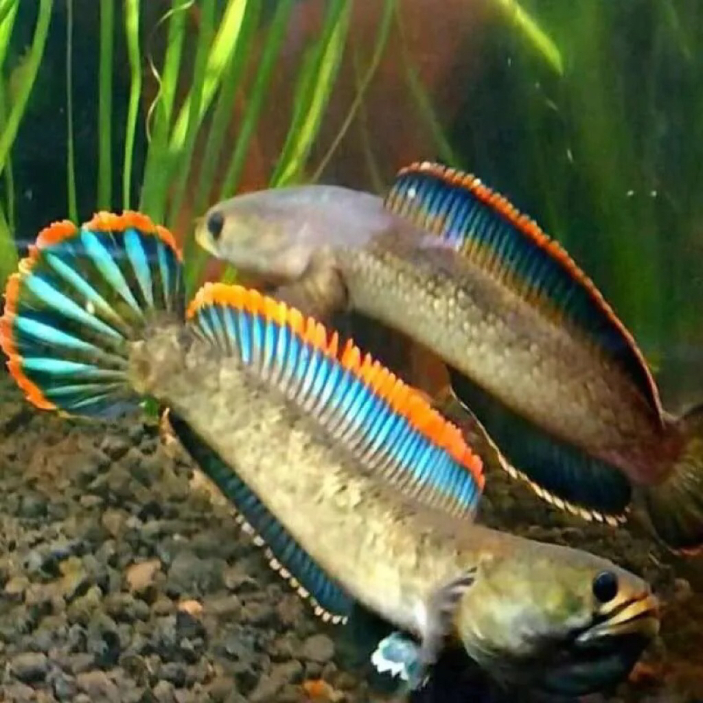 LIMBATA PAIR/LIMBATA SEPASANG GUNUNG