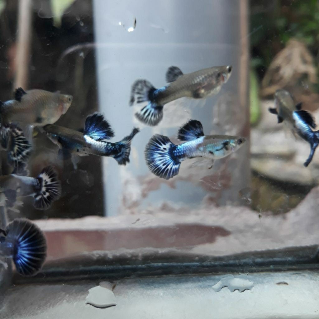 boneka guppy blue ivory hm