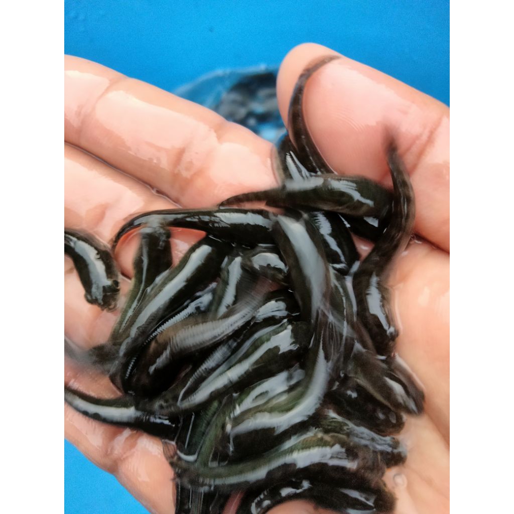 Bibit Ikan Gabus