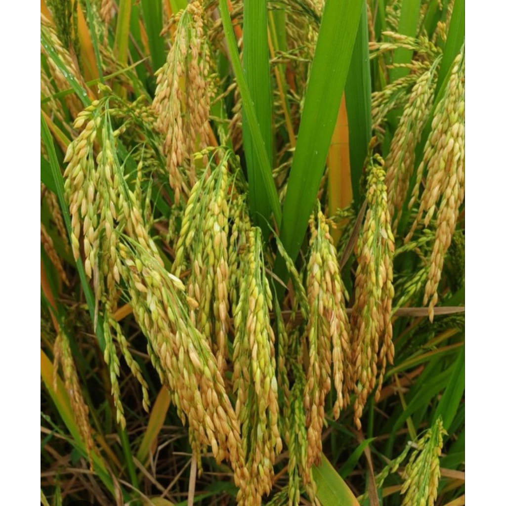 Benih padi Sembada 188 (2kg)