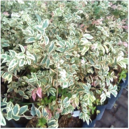 Bibit Buah Anggur Pohon Brazil Coronata Varigata Okulasi Asli Berkualitas Harga Terjangkau Siap Kiri