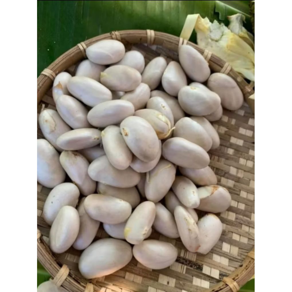 Biji buah nangka/beton nangka segar berkualitas 500gram