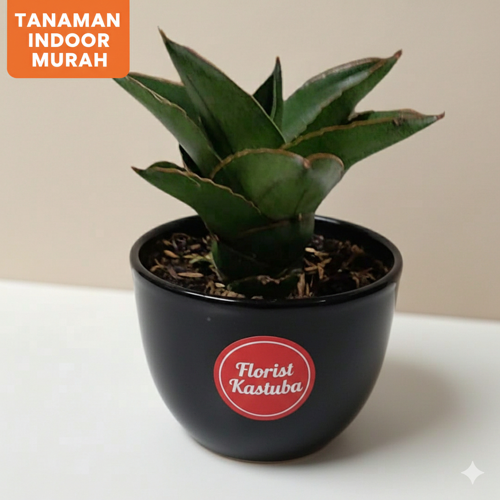 Tanaman sensivera Hybrid Andaman Harga Murah Corak Eksotis