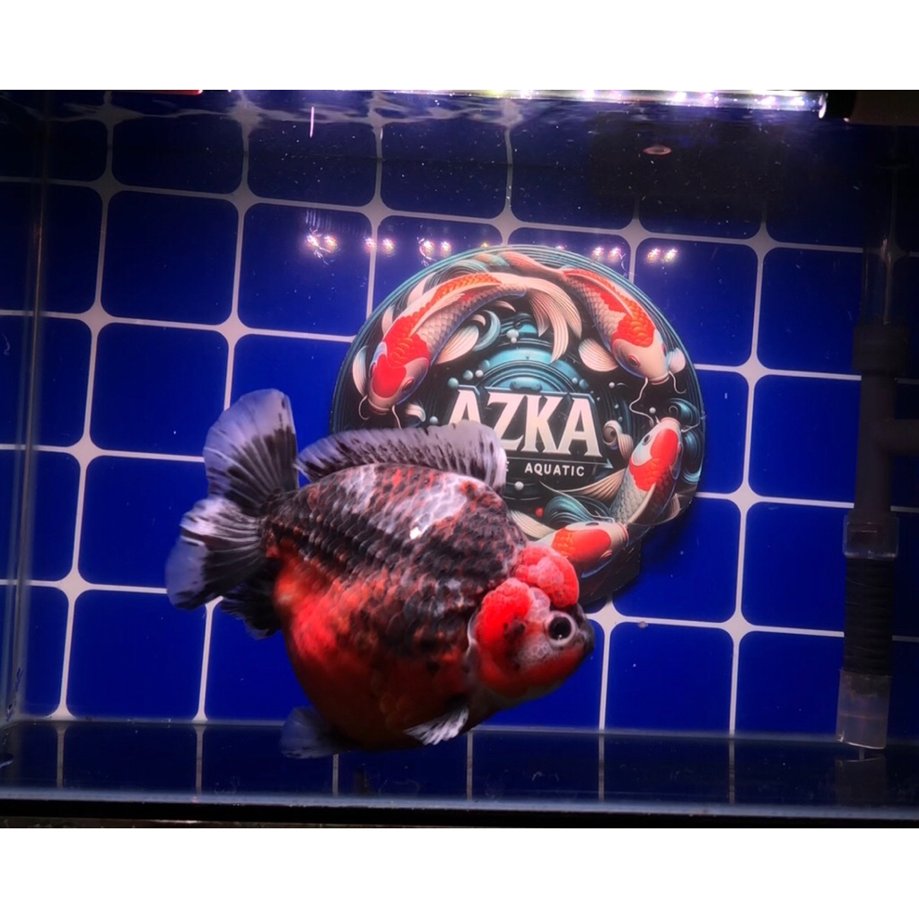 Ikan Koki Oranda Rancu Grade Super