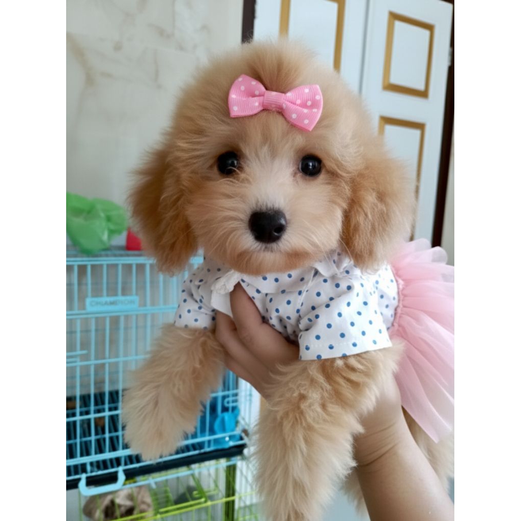 Anjing Toy Poodle Stb