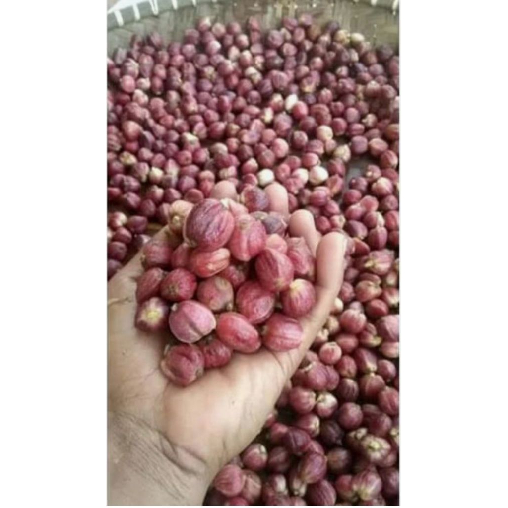 buah kapulaga segar/kapulaga basah fresh 1 kg