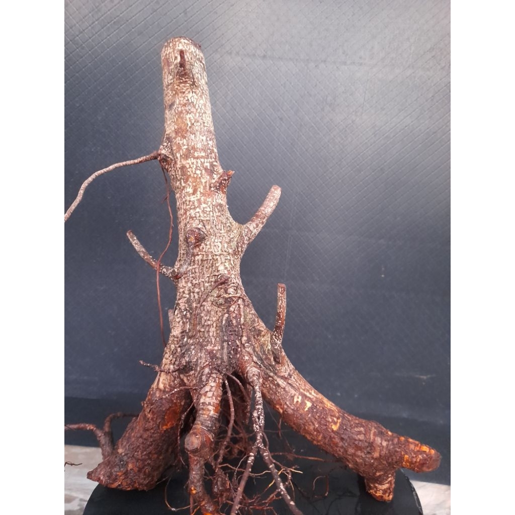 Bahan Bonsai Kimeng Prokar gaya formal  cabang kiri kanan sudah ada  size Small real pict