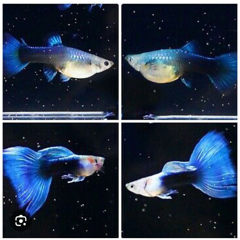 Guppy Hb Blue sepasang, ( isi 2 ekor )