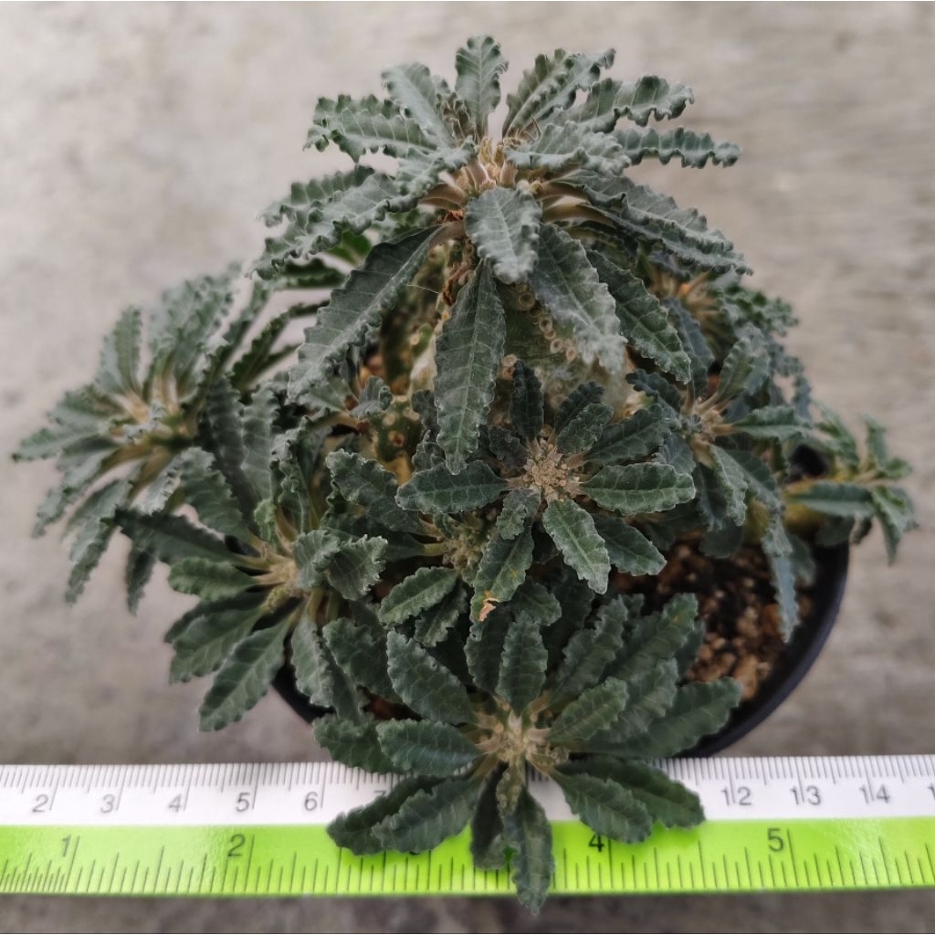 Tanaman Sukulen Dorstenia lavrani ukuran besar