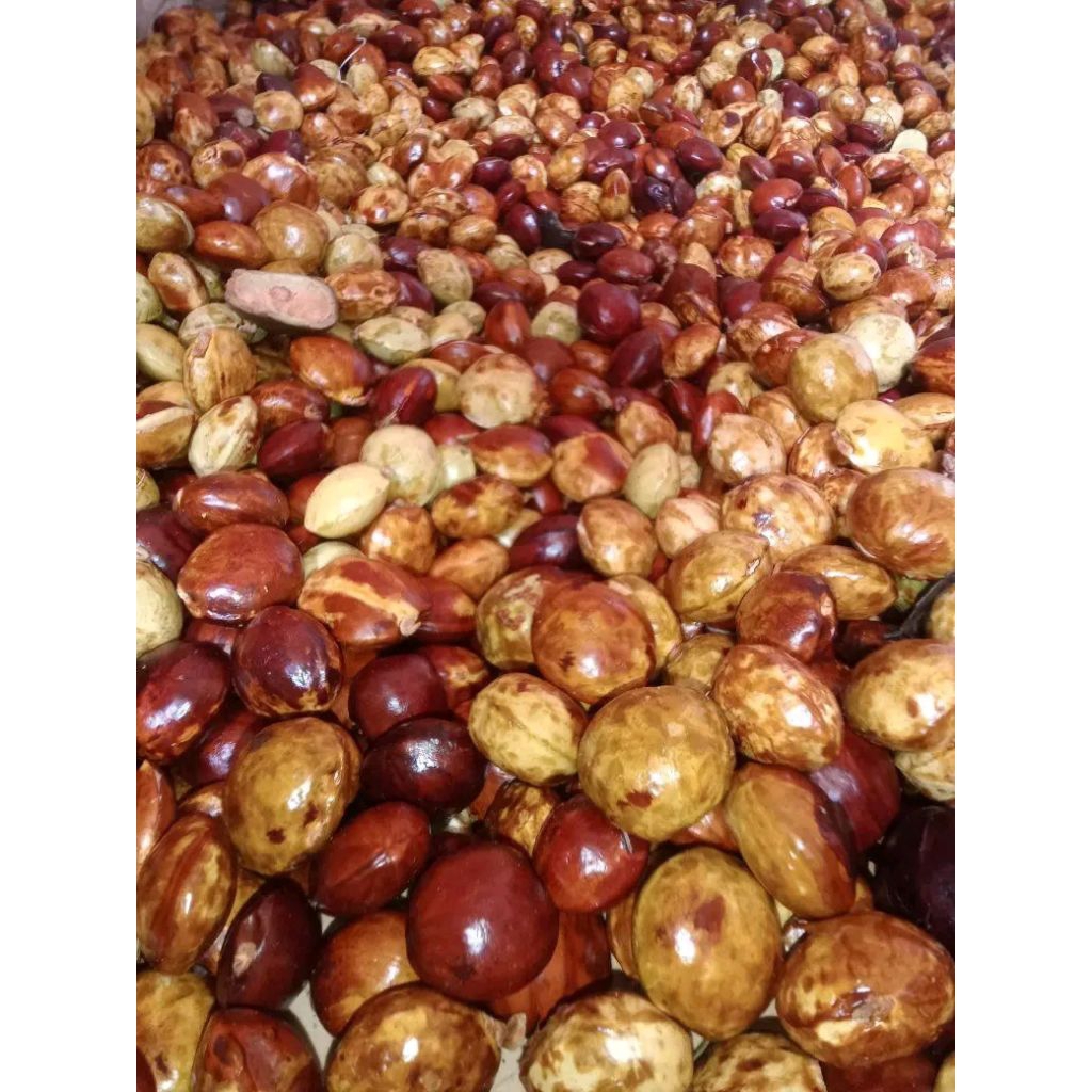 JENGKOL KUPAS MENTAH TUA 1KG MURCE