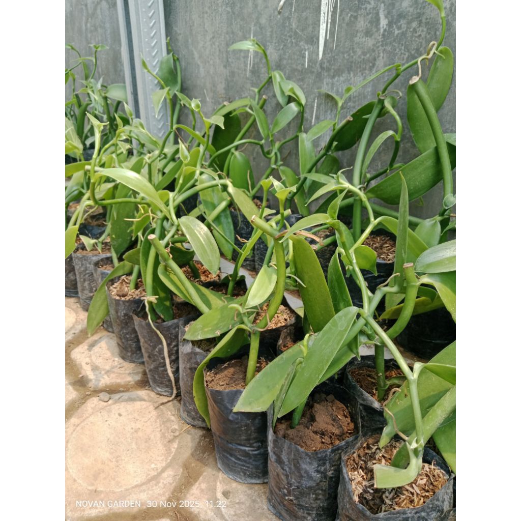 bibit vanili unggul | bibit siap tanam | berakar lebat | bibit vanili super unggul