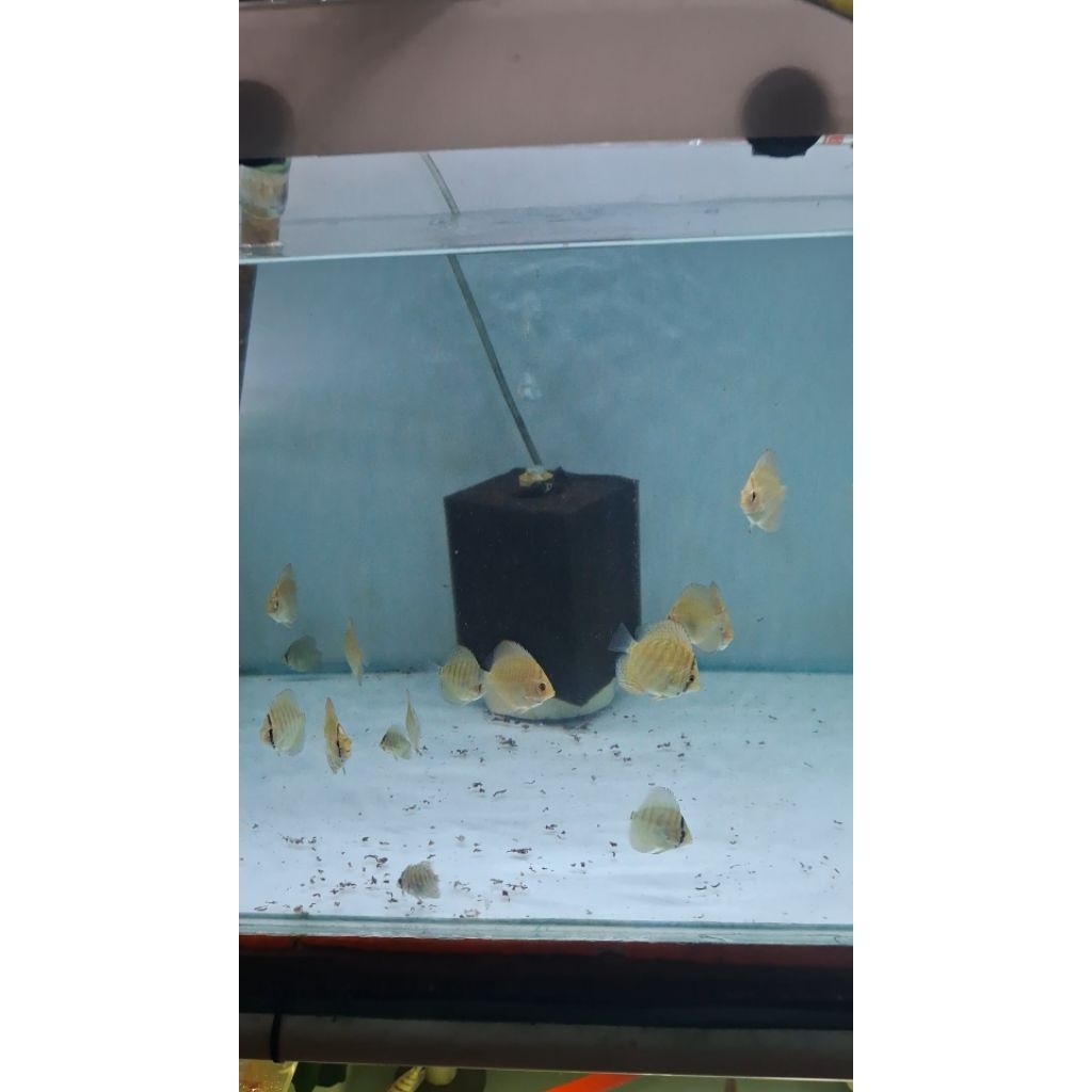 Anakan discus sz 3-4cm