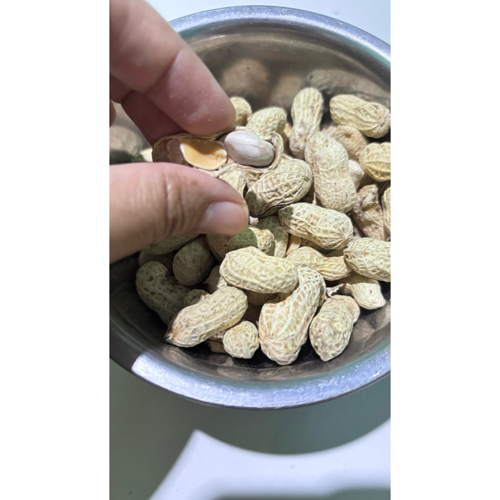 (ANTI KOPONG )KACANG KULIT SBM