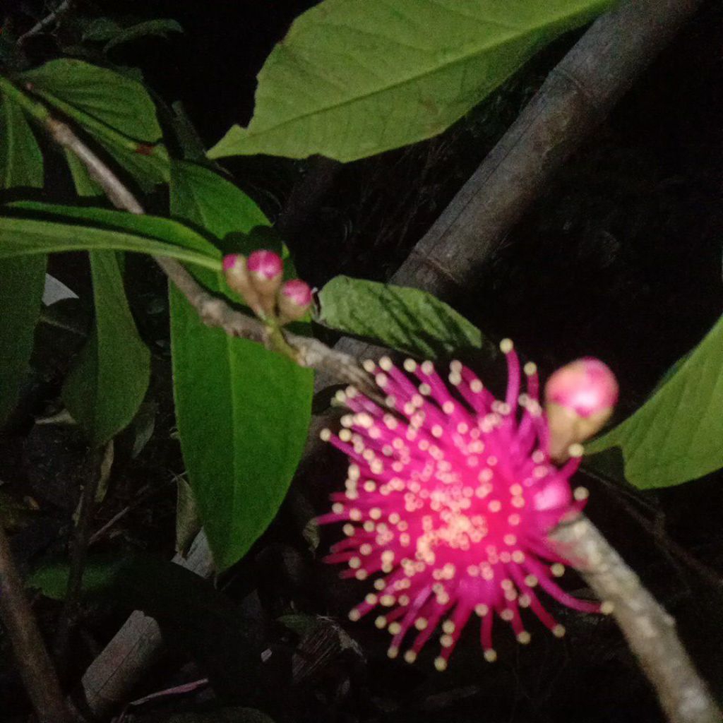 bibit  indukan jambu Jamaika  siap dibuahkan