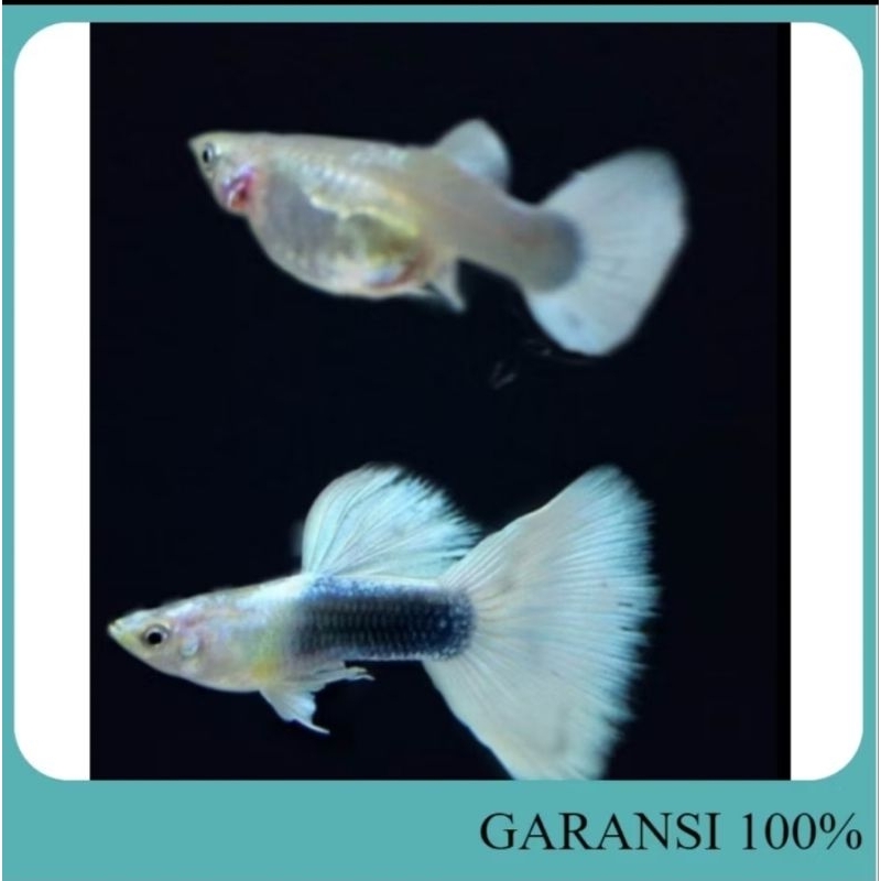 Guppy HB White