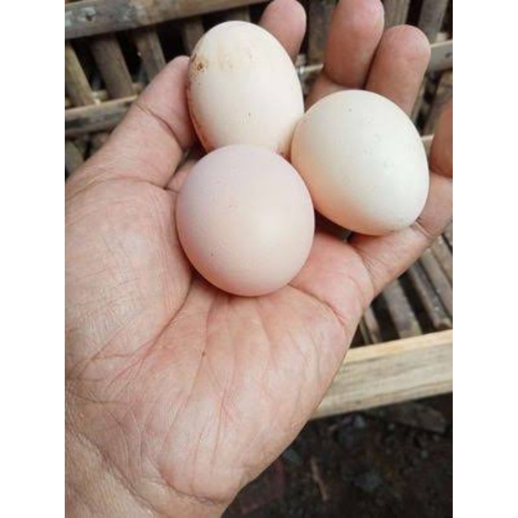 Telur fertil ayam, KUB.