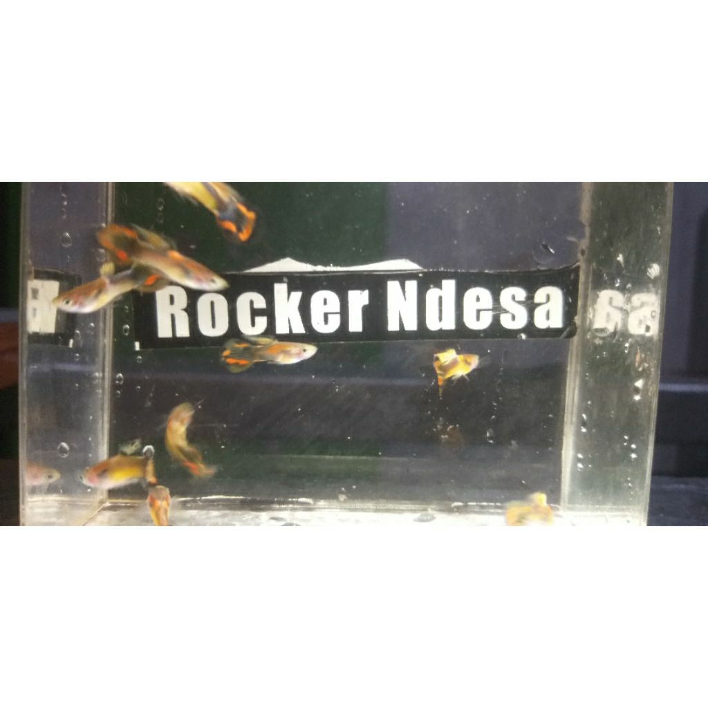 guppy saddleback 1 pasang