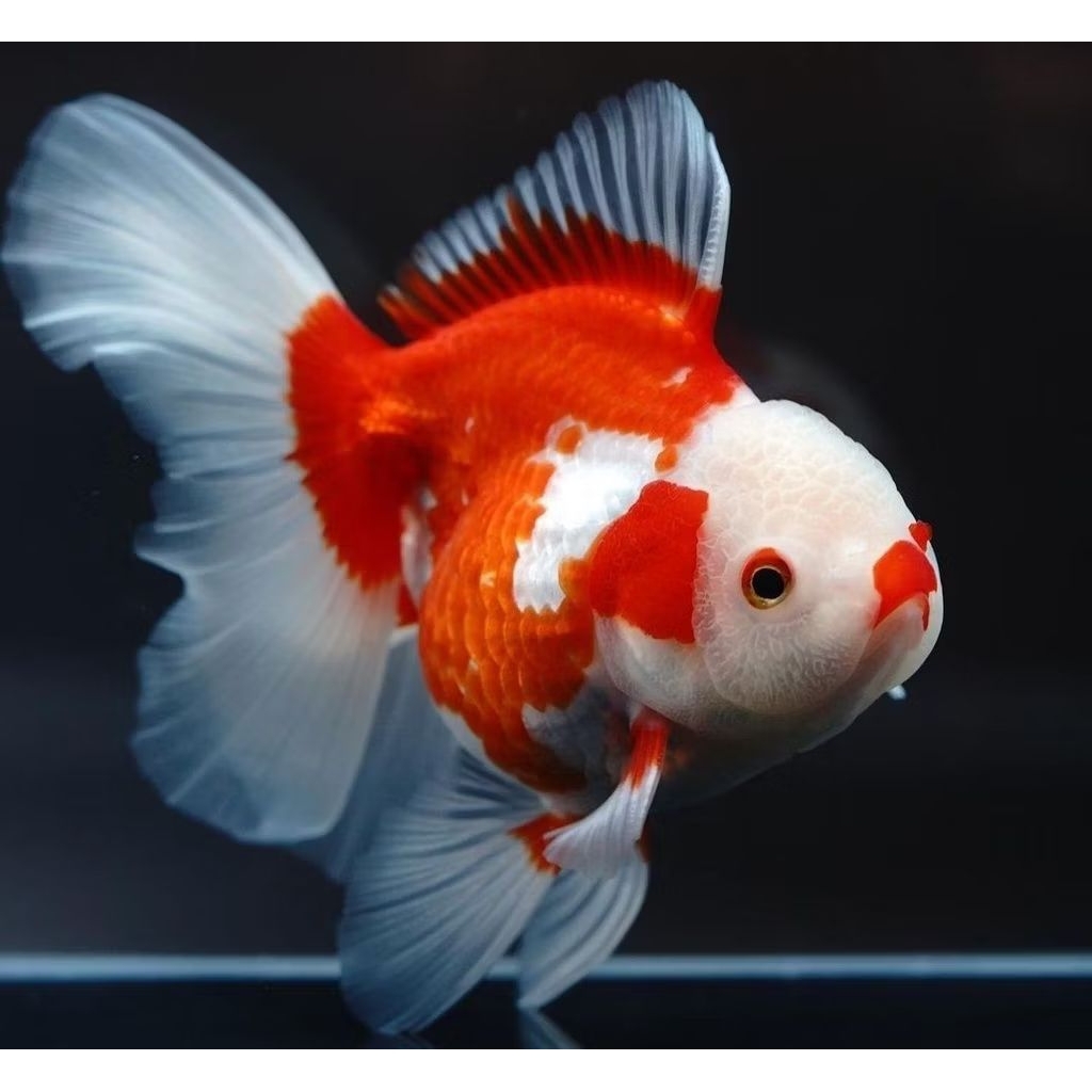 koki panda dan ikan mas koki panda 3 color fish gold koky / ikan hias mas koki panda /dekorasi Akuar