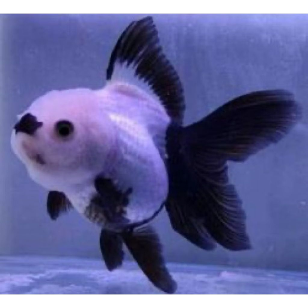 koki oranda putih hitam 6-7cm, 25rb= 1 ekor. ikan hias aquascape aquatic aquarium air tawar