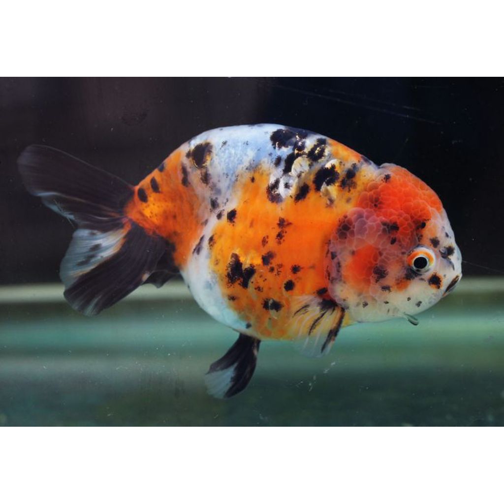 ikan koki ranchu calico 12cm murah meriah