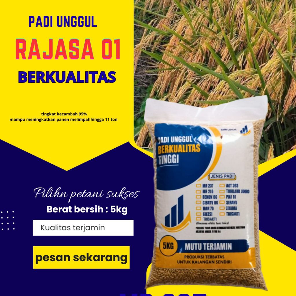 BENIH PADI RAJASA 01