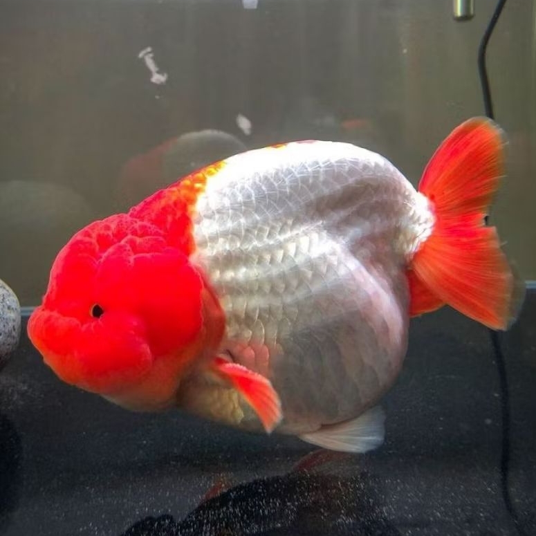 Ikan koki ranchu red white big size