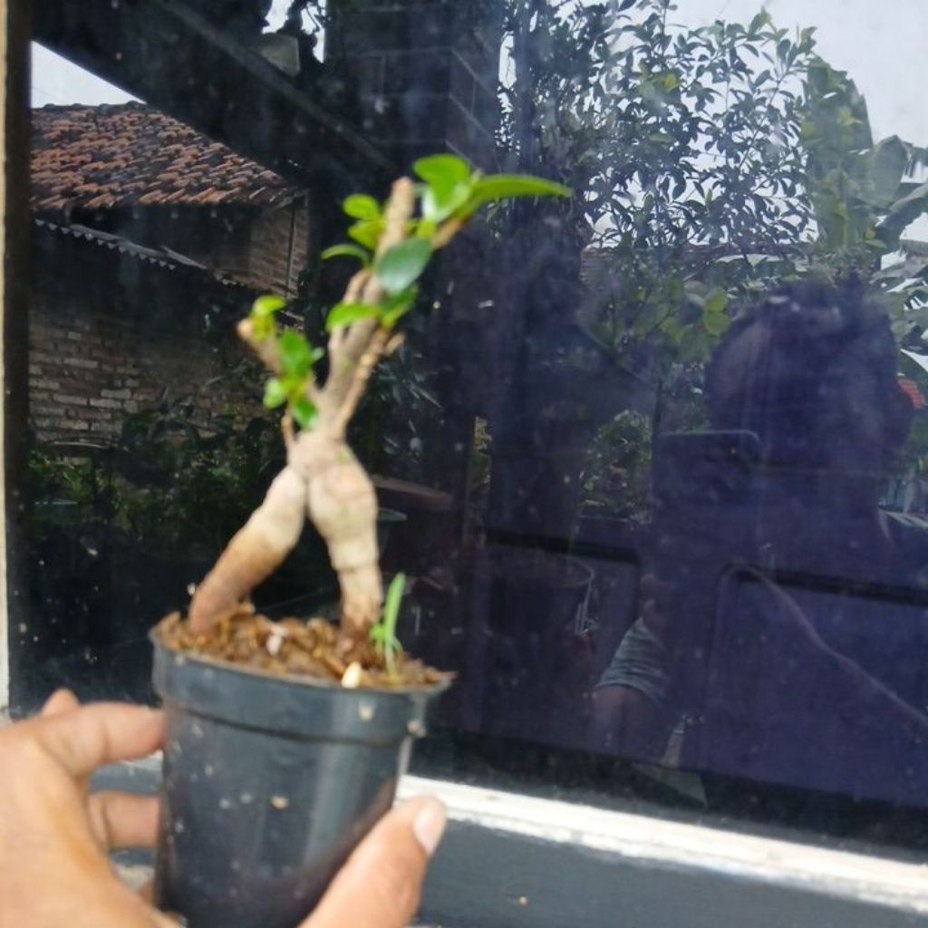 caudex beringin korea