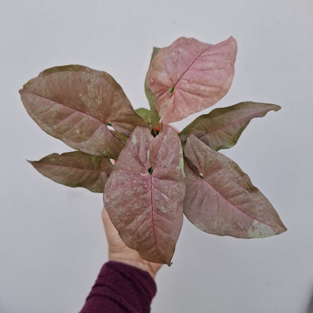 Syngonium Pink Candy