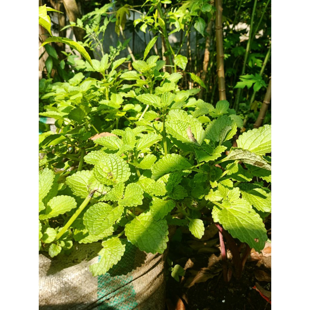 Bibit tanaman kentang mini/hitam, BabyPotato
