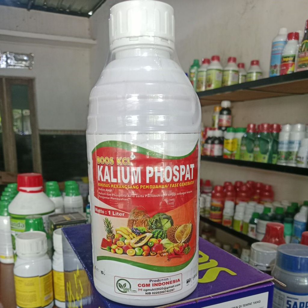 KALIUM PHOSPAT: Booster Umbi & Buah Cepat Besar dengan Paclobutrazol Tinggi.