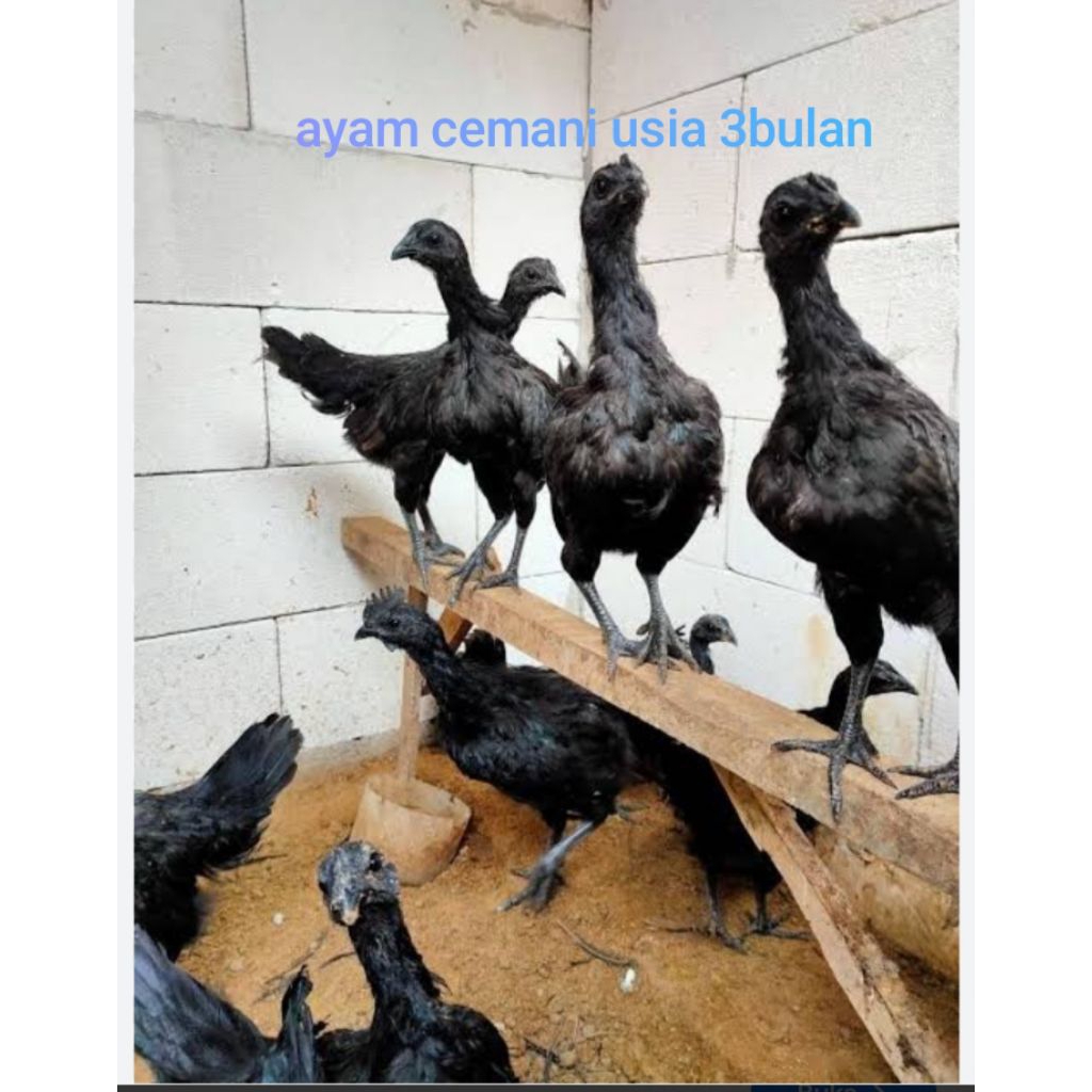 ayam cemani usia 3/4 bulan. sepasang