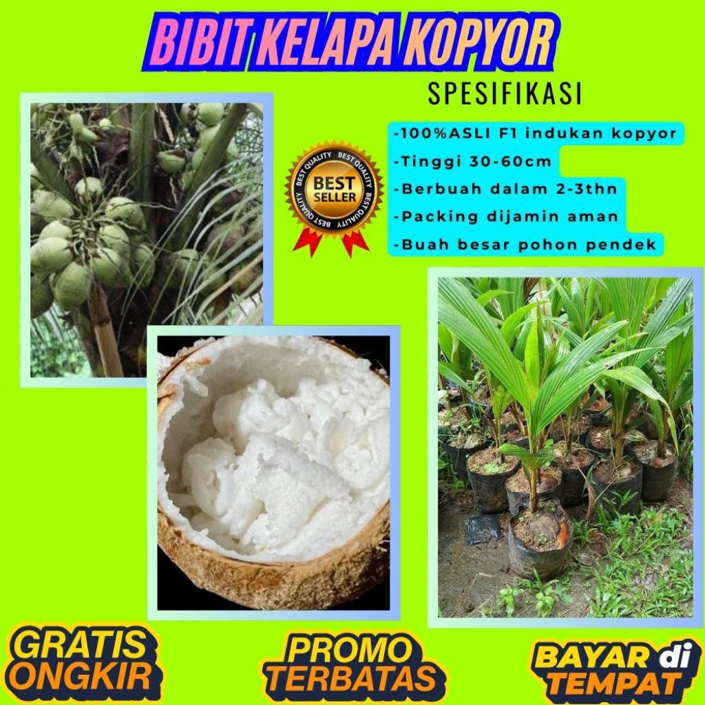 KUALITAS UNGGULAN  Bibit Kelapa Kopyor Madu, Bibit Kelapa Kopyor Super, Bibit Kelapa Kopyor Terdekat
