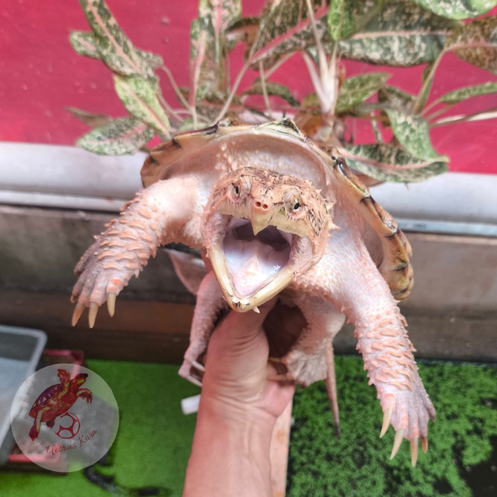 Kura - Kura Hybrid Snapping Turtle AST X CST