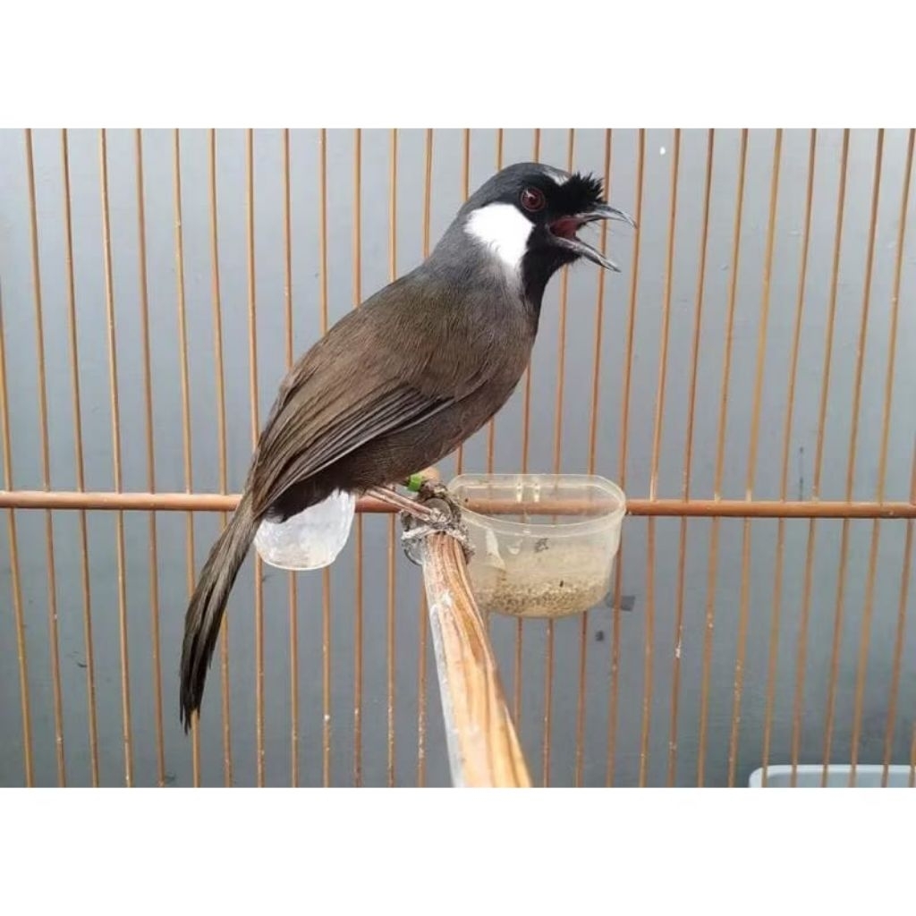 POKSAY HONGKONG JANTAN PILIHAN