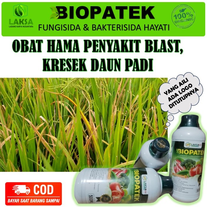 Biopatek fungisida bakterisida hayati 500 ML pupuk organik untuk mencegah hama kresek padi, blast pa