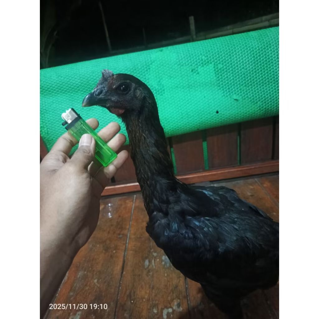 ayam pelung babon betina