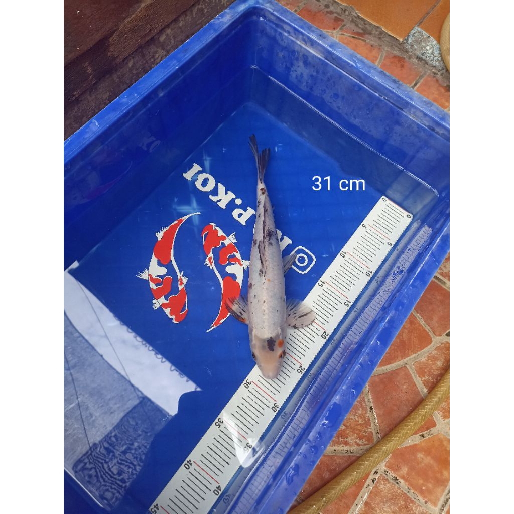 Ikan Koi Shiro Bekko