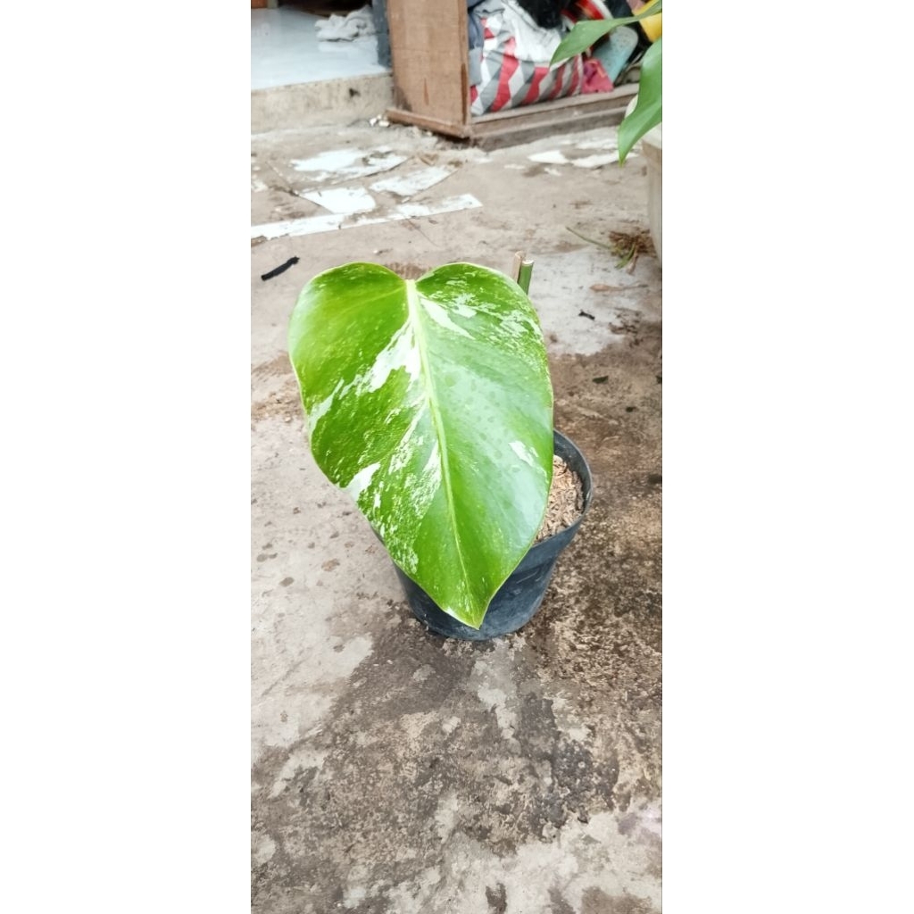 Monstera Varigata daun pancing