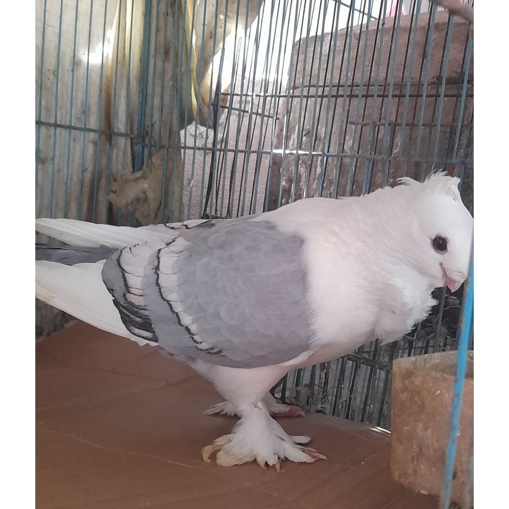 BURUNG MERPATI HIAS BLUENET JANTAN satuan