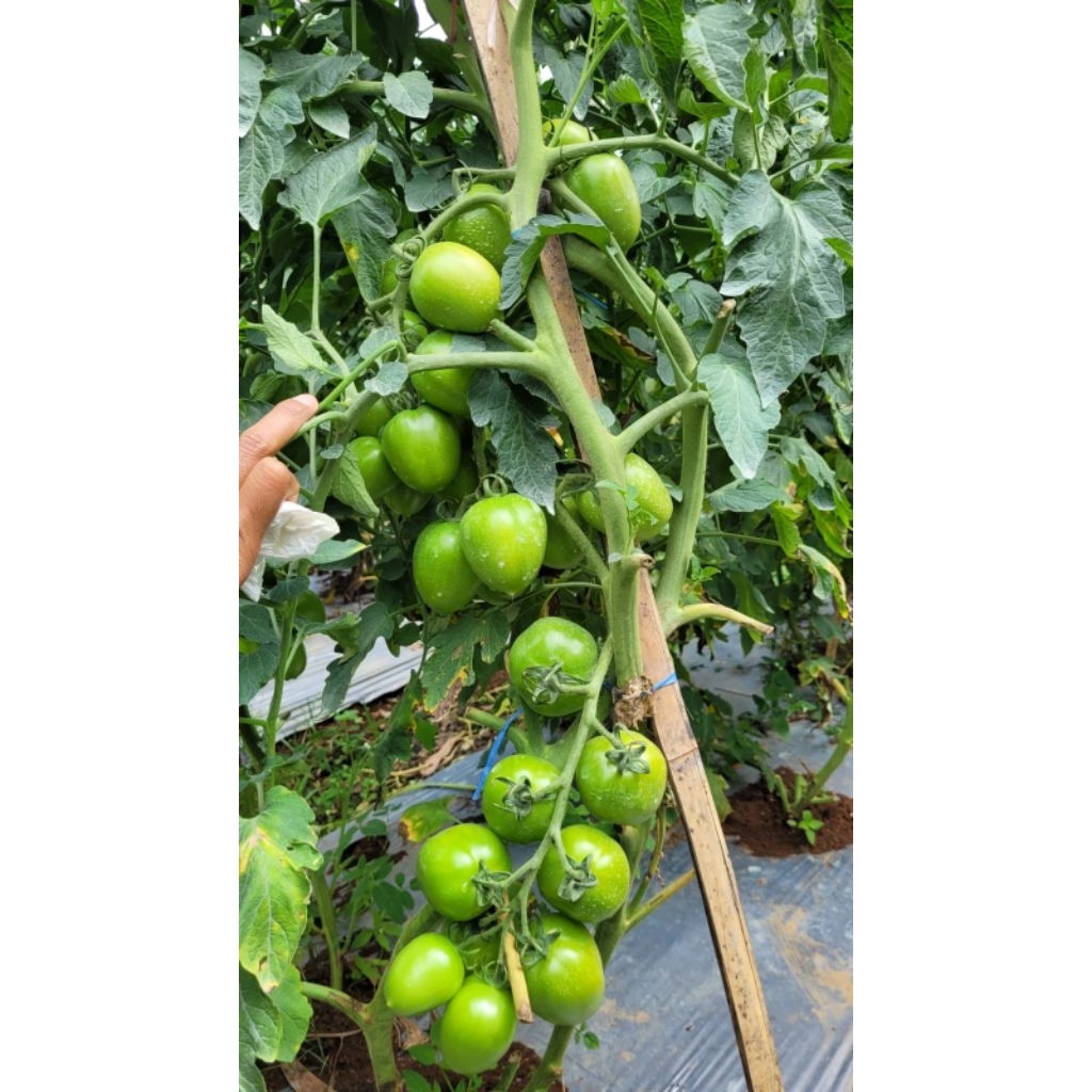 Bibit tomat BWS51 Tomat buah besar
