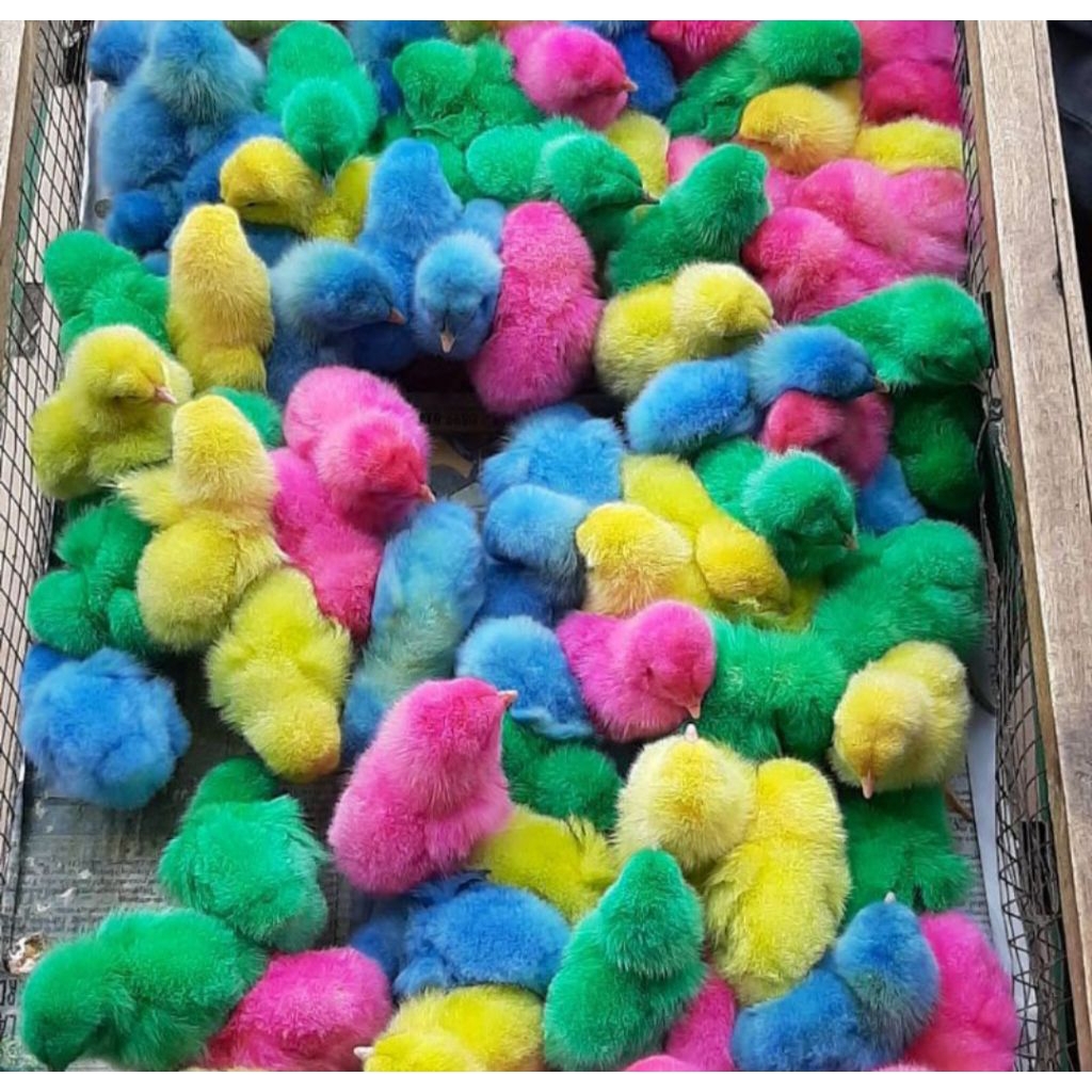 Grosir DOC AYAM WARNA WARNI sudah Vaksin per-box 102 ekor