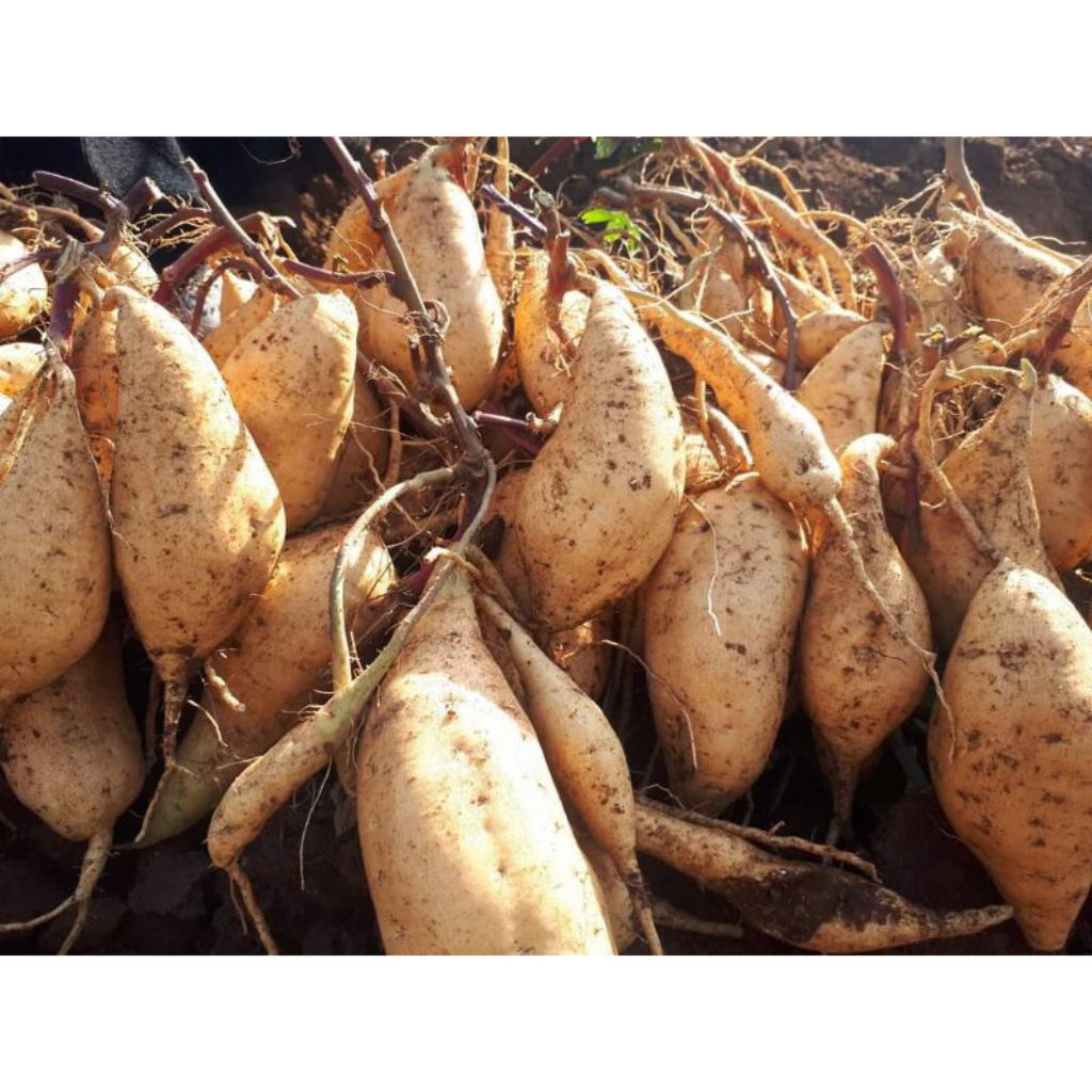 Termurah Bibit Ubi Jalar Cilembu Madu / Umbi Cilembu Madu / Bibit Ubi Cilemu Madu Siap Tanam