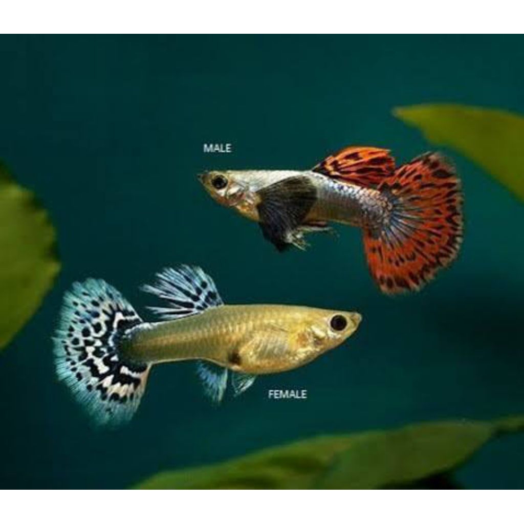 Ikan Hias Guppy Red Ivory Pilihan Kualitas Terbaik